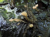 Mitrula lunulatospora image