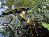 Mitrula lunulatospora image