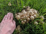 Coprinopsis variegata image