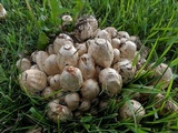 Coprinopsis variegata image