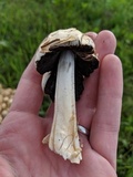 Coprinopsis variegata image
