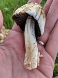 Coprinopsis variegata image