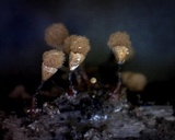 Trichia decipiens image