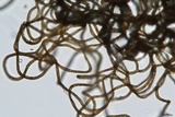 Trichia decipiens image