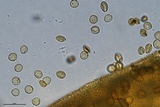 Trichia decipiens image