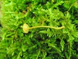 Rickenella fibula image