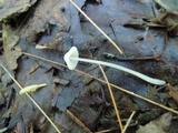 Mycena alphitophora image