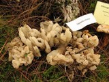 Sebacina sparassoidea image