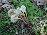 Mycena galericulata image