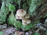 Mycena galericulata image
