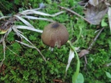 Entoloma melanochroum image