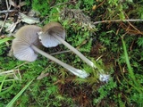 Entoloma melanochroum image