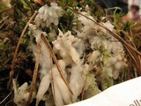 Sebacina sparassoidea image