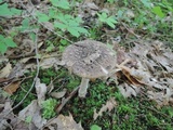 Amanita rhacopus image