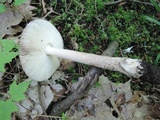 Amanita rhacopus image