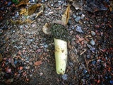 Phallus hadriani image