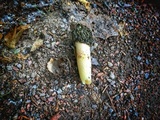 Phallus hadriani image