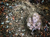 Phallus hadriani image
