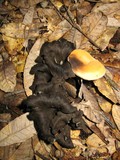 Hydnum oregonense image