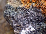 Rinodina oxydata image