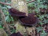 Hexagonia hydnoides image