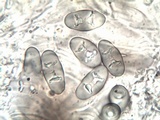 Rinodina oxydata image