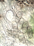 Rinodina oxydata image
