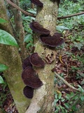 Hexagonia hydnoides image