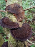 Hexagonia hydnoides image