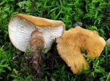 Cystoderma amianthinum image