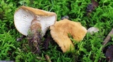 Cystoderma amianthinum image