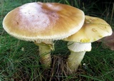 Amanita flavorubens image