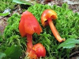 Hygrocybe acutoconica image