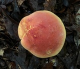 Lanmaoa pallidorosea image