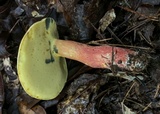 Lanmaoa pallidorosea image