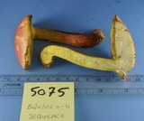 Lanmaoa pallidorosea image