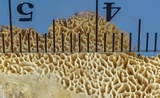Wrightoporia avellanea image