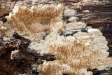 Wrightoporia avellanea image