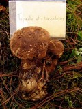Tapinella atrotomentosa image