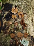 Panus tephroleucus image