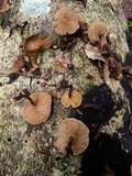 Panus tephroleucus image