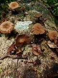 Panus tephroleucus image