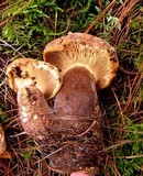 Tapinella atrotomentosa image