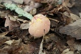 Boletus pallidoroseus image