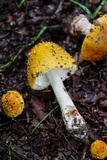 Amanita flavorubens image