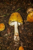 Amanita flavorubens image