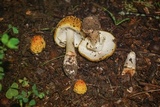 Amanita flavorubens image