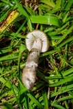 Amanita sect. Vaginatae image