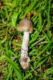 Amanita sect. Vaginatae image