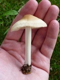 Marasmius nigrodiscus image